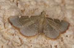 Hypsopygia fulvocilialis