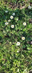 Bellis perennis