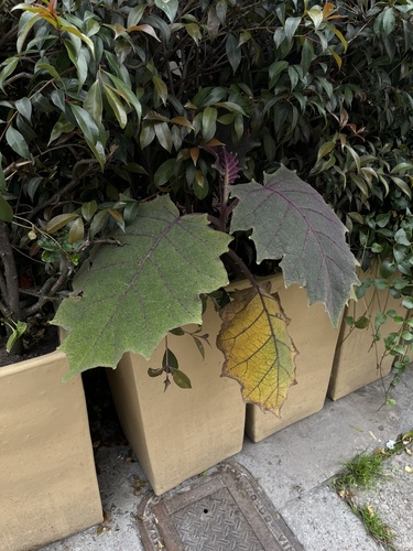 Solanum quitoense