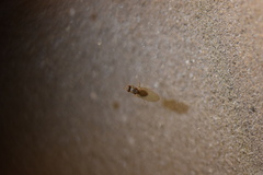 Drosophilidae