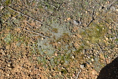 Bryum argenteum