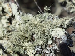 Usnea intermedia