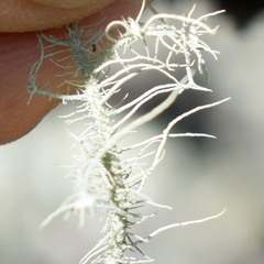 Usnea intermedia
