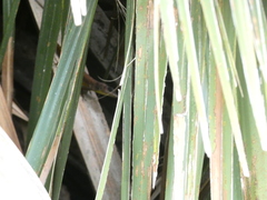 Anolis extremus