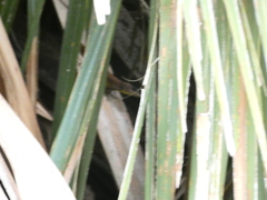 Anolis extremus