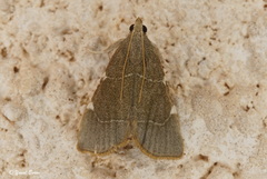 Hypsopygia fulvocilialis