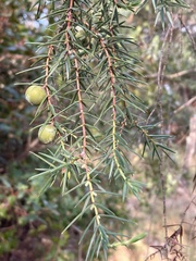 Juniperus