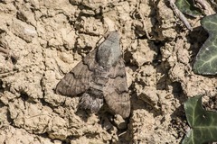 Macroglossum stellatarum