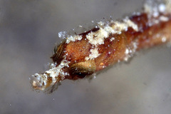 Acentronura breviperula