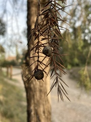 Juniperus