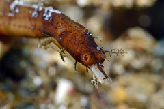 Acentronura breviperula