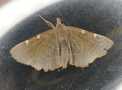 Hypsopygia fulvocilialis