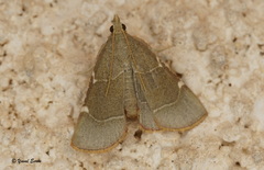 Hypsopygia fulvocilialis