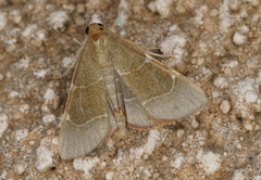 Hypsopygia fulvocilialis