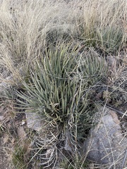 Agave schottii schottii