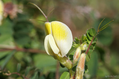 Vicia hybrida