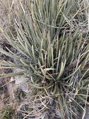 Agave schottii schottii