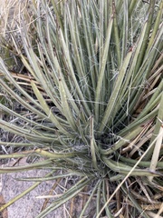 Agave schottii schottii