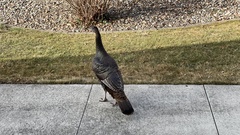 Meleagris gallopavo