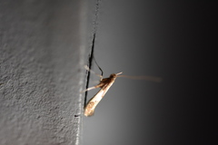 Caloptilia