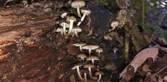 Mycena semivestipes