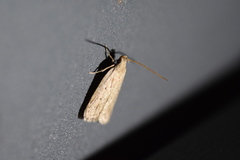Lecithoceridae