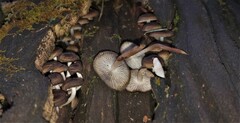 Mycena semivestipes