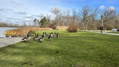 Branta canadensis