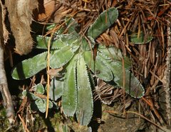 Saxifraga hostii