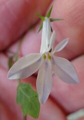 Lobelia cuneifolia