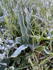 Chlorogalum pomeridianum