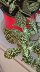 Fittonia albivenis