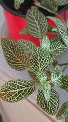 Fittonia albivenis