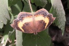 Junonia