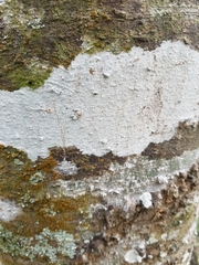 Cryptothecia striata