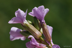 Erucaria hispanica
