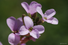 Erucaria hispanica