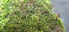Amblystegium