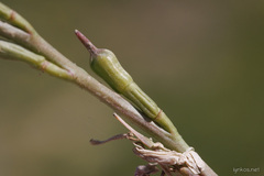 Erucaria hispanica