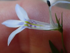 Lobelia cuneifolia