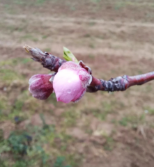 Prunus persica nucipersica