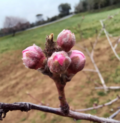 Prunus persica nucipersica