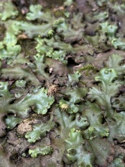 Marchantia