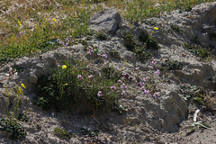 Erucaria hispanica