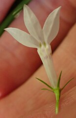 Lobelia cuneifolia
