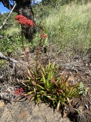 Crassula alba