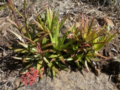 Crassula alba