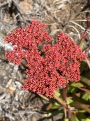 Crassula alba