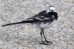 Motacilla alba yarrellii