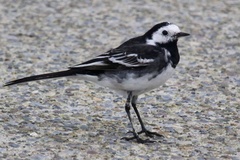 Motacilla alba yarrellii
